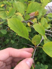 Crataegus suborbiculata