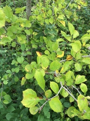 Crataegus suborbiculata