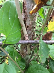 Crataegus suborbiculata