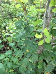 Crataegus suborbiculata