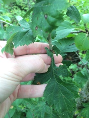 Crataegus suborbiculata