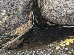 Gymnothorax undulatus