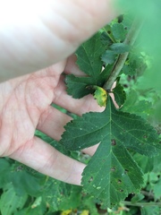 Crataegus suborbiculata