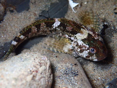 Clinocottus recalvus