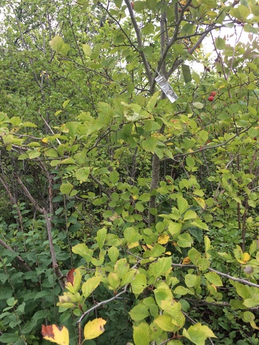 Image of Crataegus suborbiculata by no rights reserved