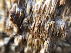 Radulomyces copelandii