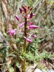 Dipodium campanulatum