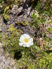 Scapisenecio albogilvus