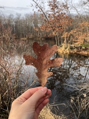 Quercus stellata