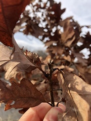 Quercus stellata