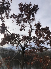 Quercus stellata