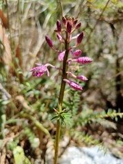 Dipodium campanulatum