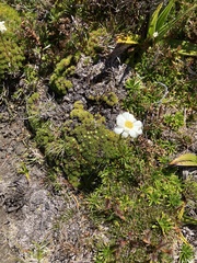 Scapisenecio albogilvus