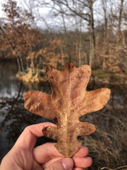 Quercus stellata