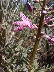 Dipodium campanulatum