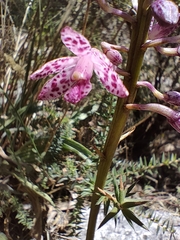 Dipodium campanulatum