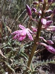 Dipodium campanulatum