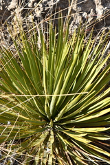 Yucca reverchonii