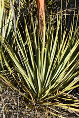 Yucca reverchonii
