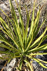 Yucca reverchonii