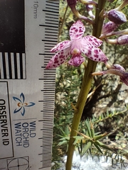 Dipodium campanulatum