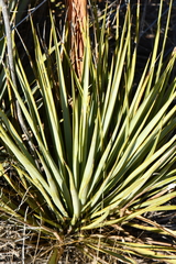 Yucca reverchonii