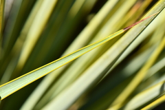 Yucca reverchonii