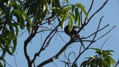 Pteroglossus torquatus