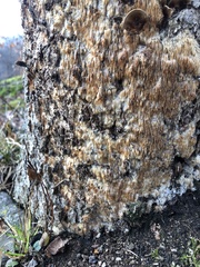 Radulomyces copelandii