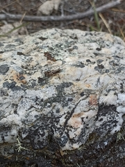 Phaulacridium marginale