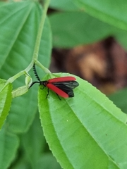 Dictyoptera