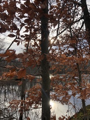 Fagus grandifolia