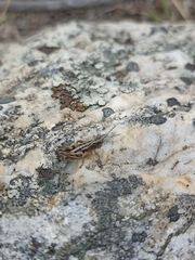 Phaulacridium marginale