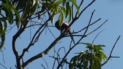 Pteroglossus torquatus