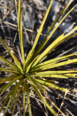 Yucca reverchonii