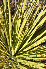 Yucca reverchonii