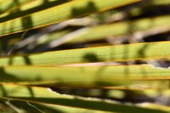 Yucca reverchonii