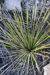 Yucca reverchonii