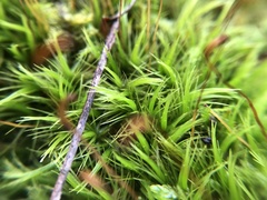 Dicranum scoparium
