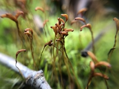 Dicranum scoparium