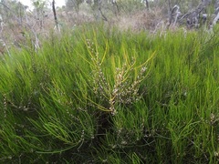 Acacia granitica