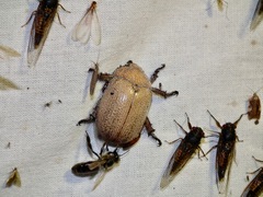 Anoplognathus velutinus