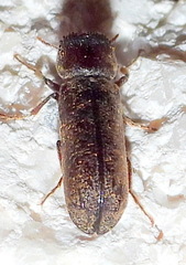 Amphicerus bicaudatus