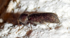 Amphicerus bicaudatus