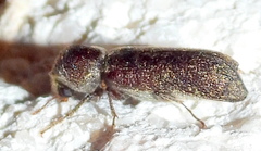 Amphicerus bicaudatus