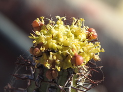 Euphorbia horrida