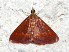 Pyrausta pseuderosnealis