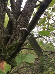 Crataegus canadensis