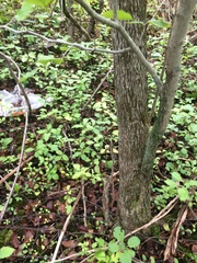 Crataegus canadensis