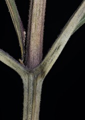 Eutrochium steelei